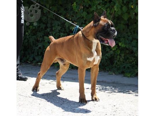 boxer κουταβια ευκαιρια